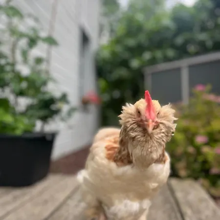 Ben & Nad Proche Du Puy Dufou Appartement *