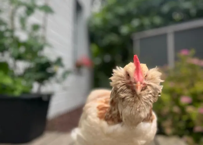 Ben & Nad Proche Du Puy Dufou Apartamento *